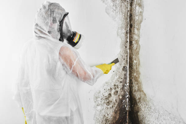 Office Mold Removal Services in Valinda, CA