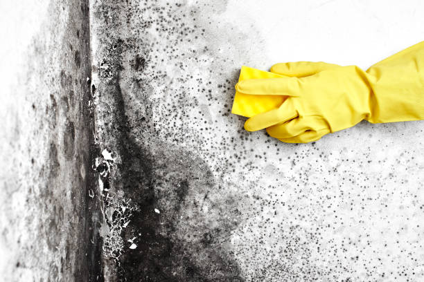 Mold Removal and Inspection in Valinda, CA