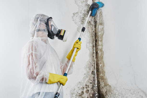 Best Fast Mold Removal  in Valinda, CA