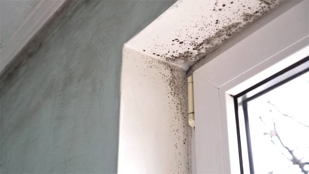 Best Professional Mold Removal  in Valinda, CA