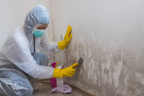 Best Black Mold Removal  in Valinda, CA