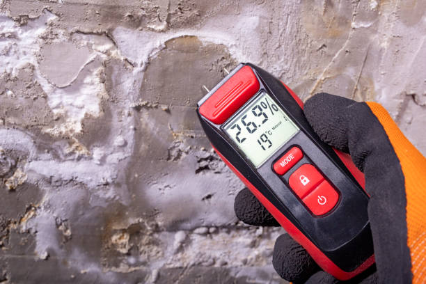 Professional Mold Removal in Valinda, CA