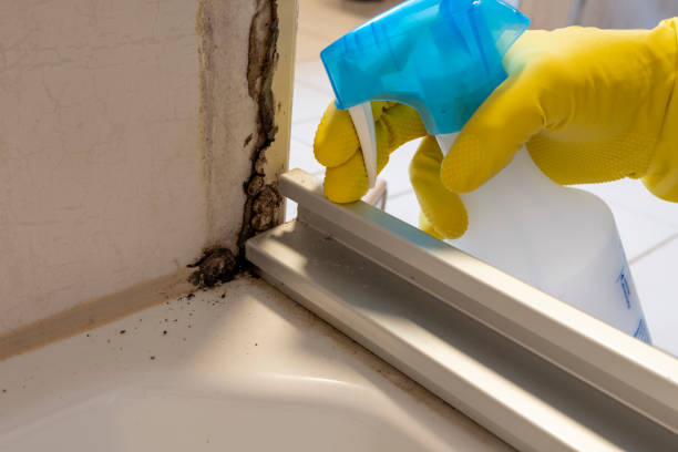 Best Local Mold Removal Service  in Valinda, CA