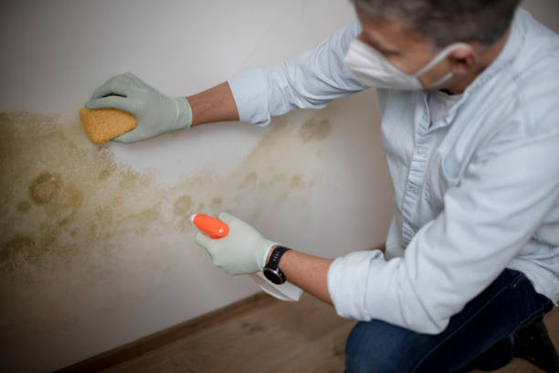 Best Professional Mold Removal  in Valinda, CA