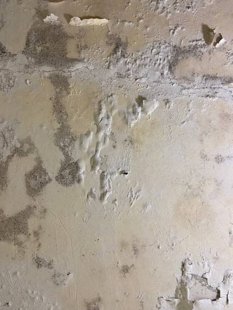 Best Mold Cleaning Services  in Valinda, CA