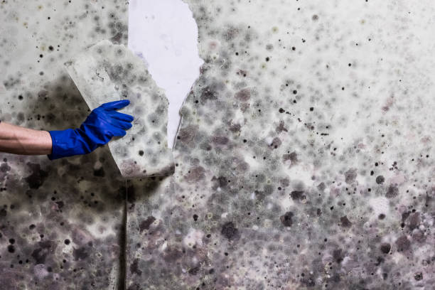 Best Mold Damage Repair  in Valinda, CA