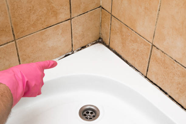 Best Home Mold Removal  in Valinda, CA