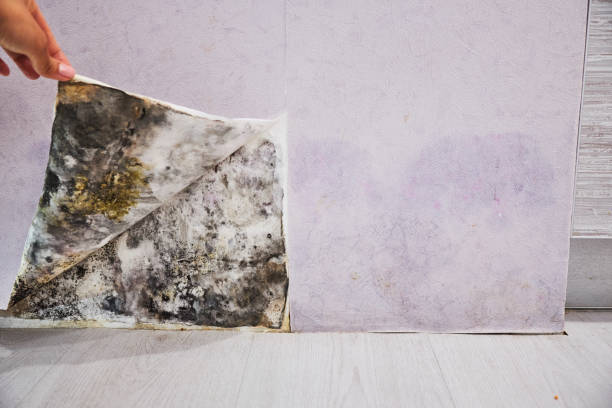 Home Mold Removal in Valinda, CA